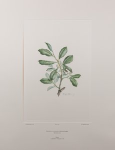 Heberdenia bahamensis (Myrsinaceae) - Plaat 395, Banks