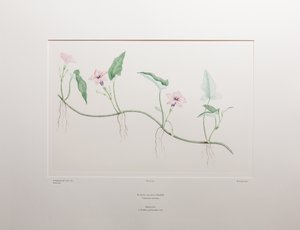 Ipomoea aquatica (Convolvulaceae) - Plaat 375, Banks