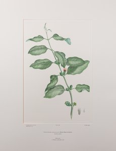 Lepeostegeres geminiflorus (Loranthaceae) - Plaat 386, Banks
