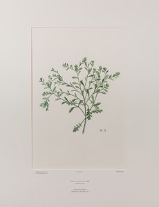 Lepidium flexicaule (Cruciferae) - Plaat 409, Banks