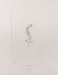 Lythrum junceum (Lythraceae) - Plaat 392, Banks