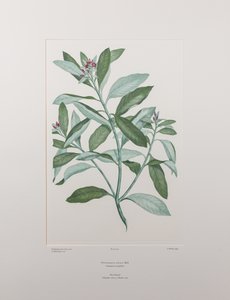 Pittosporum ralphii (Pittosporaceae) - Plaat 413, Banks