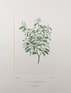 Pittosporum tenuifolium (Pittosporaceae) - Plaat 412, Banks
