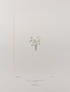 Ranunculus acaulis (Ranunculaceae) - Plaat 403, Banks