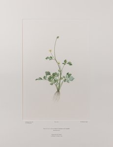 Ranunculus hirtus (Ranunculaceae) - Plaat 404, Banks