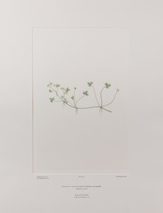 Ranunculus rivularis (Ranunculaceae) - Plaat 405, Banks