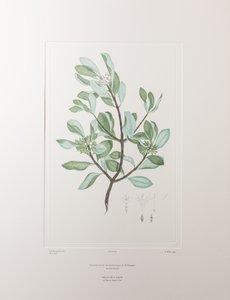Schyphiphora hydrophyllacea (Rubiaceae) - Plaat 148, Banks