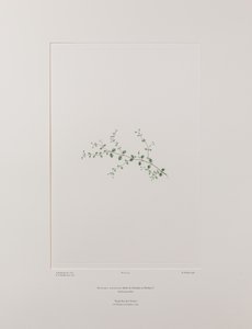Stellaria parviflora (Caryophyllaceae) - Plaat 415, Banks