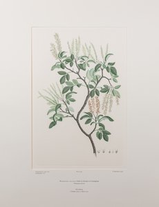 Weinmannia sylvicola (Cunoniaceae) - Plaat 436, Banks