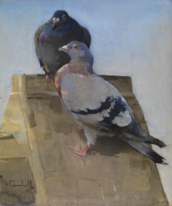 Duiven op het dak