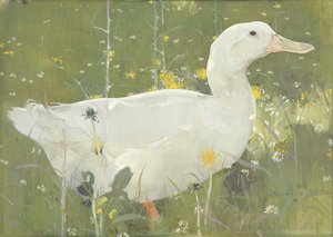 De Witte Drake