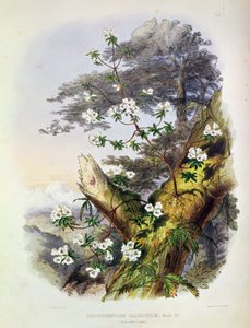 Rhododendron: Dalhousie, tekening uit 