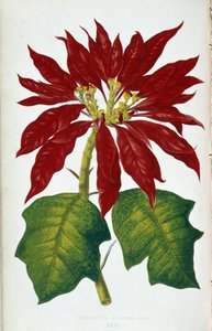 Bloem en bladeren van Poinsettia Pulcherrima. Botanische plaat in 