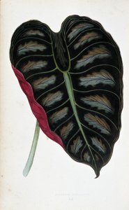 Blad van Alocasia metallica. Botanische plaat in Planten met gekleurd blad. Collectie van de meest opmerkelijke soorten gebruikt om tuinen, kassen en appartementen te versieren, door Edward Joseph Lowe en W. Howard, leden van de London Horticulture Society door Joseph Edward and Howard W Lowe