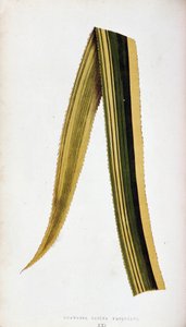 Blad van Ananassa Sativa Variegata door Joseph Edward and Howard W Lowe