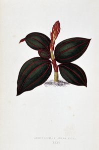 Blad van Anoectochilus Rubro Venia door Joseph Edward and Howard W Lowe