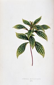 Blad van Sonerila margaritacea. Botanische plaat in Planten met kleurrijk blad. Collectie van de meest opmerkelijke soorten gebruikt om tuinen, kassen en appartementen te versieren, door Edward Joseph Lowe en W. Howard, leden van de London Horticulture Soc door Joseph Edward and Howard W Lowe