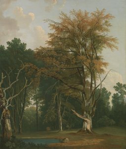 Bomen in een bosrijke open plek