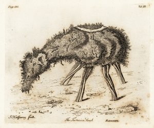 Het Groente Lam van Tartary door Joseph Halfpenny