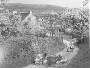 Schapen en lammeren op pad met bloesembomen aan weerszijden door Joseph Hardman