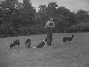 Herder en vier honden