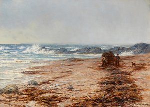 Zeewier verzamelen