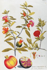 Granaatappel (Punica granatum), uit Icones plantarum medicinalium, Wenen door Joseph Jacob Plenck