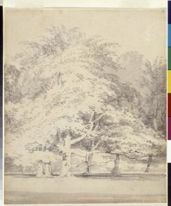 Beukenbomen door Joseph Mallord William Turner