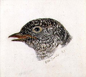 Koekoek, uit The Farnley Book of Birds, c.1816 door Joseph Mallord William Turner