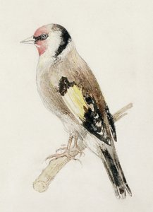 Distelvink, uit Het Farnley Boek van Vogels, c.1816 door Joseph Mallord William Turner