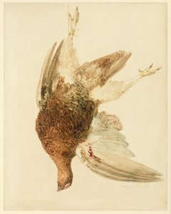 Korhoen, uit Het Farnley Boek van Vogels