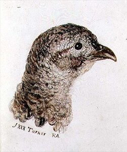 Hen Fazant, uit Het Farnley Boek van Vogels, c.1816 door Joseph Mallord William Turner