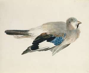 Gaai, uit Het Farnley Boek van Vogels, ca. 1816