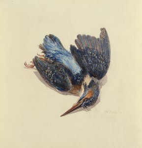 IJsvogel, uit Het Farnley Boek van Vogels, ca. 1816