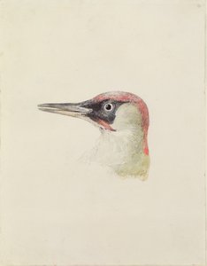 Specht, uit Het Farnley Boek van Vogels, c.1816 door Joseph Mallord William Turner