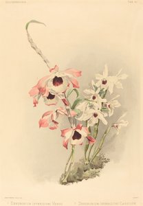 Dendrobium Hybridium Venus en Dendrobium Hybridium Cassiope door Joseph Mansell