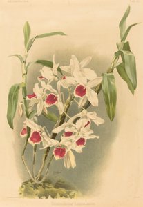 Dendrobium Leechianum door Joseph Mansell