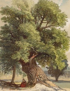 Oude Kastanje door Joseph Needham