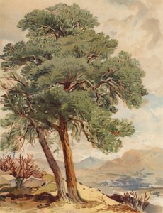 Schotse den, Hooglandscène