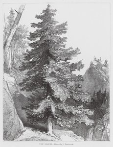 De Lariks door Joseph Needham