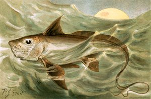 Chimaera