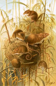 Oogstmuis door Joseph Smit
