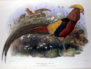 Thaumalea picta (Gouden fazant) gegraveerd door M. & N. Hanhart