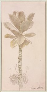 Bloemen door Joseph Stella