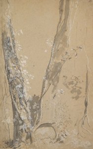 Studie van Overwoekerde Bomen, verso: Studie van een Cipres en Twee Overwoekerde Bomen door Joseph Werner