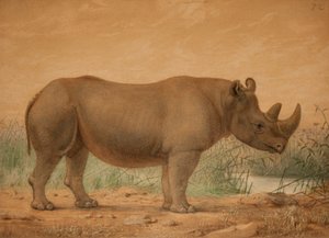 Afrikaanse Neushoorn door Joseph Wolf