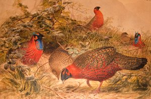 Gehoornde tragopan (Ceriornis satyra), c.1851-76 door Joseph Wolf