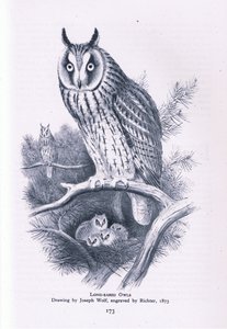 Ransuil, Natuur in Groot-Brittannië uitgegeven door Collins, 1946 door Joseph Wolf
