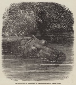 Het nijlpaard in de tuinen van de Zoological Society, Regent
