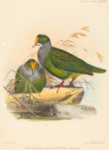 Twee vogels (Ptilonopus Auranthfrons) door Joseph Wolf